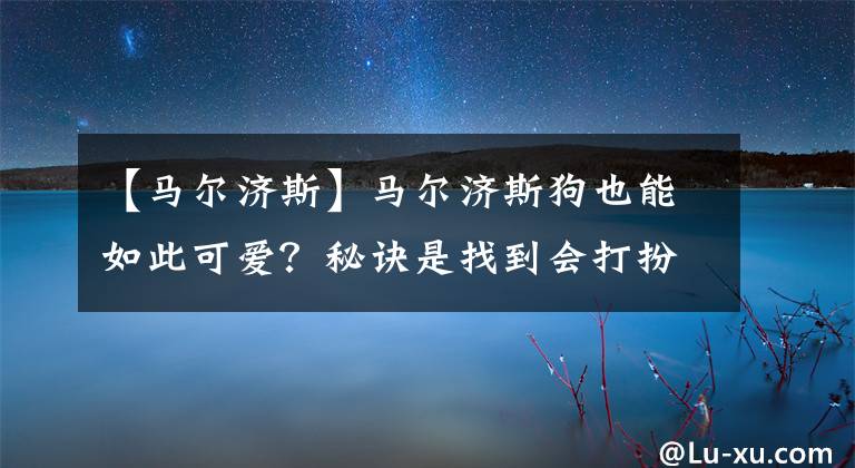 【马尔济斯】马尔济斯狗也能如此可爱?秘诀是找到会打扮的主人