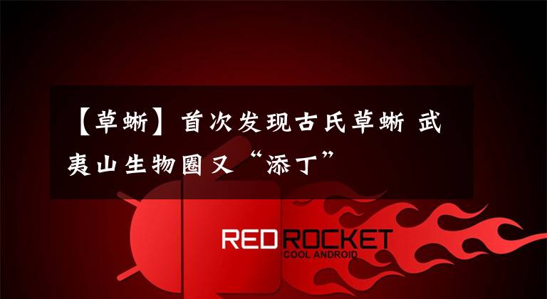 【草蜥】首次发现古氏草蜥 武夷山生物圈又“添丁”