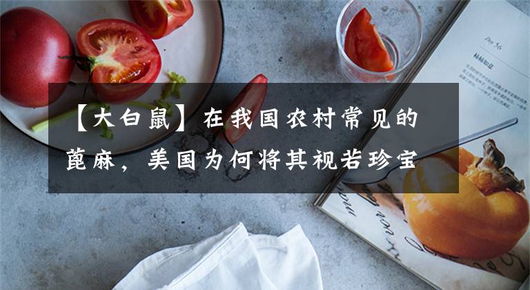 【大白鼠】在我国农村常见的蓖麻，美国为何将其视若珍宝，有什么用途？