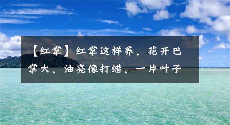 【红掌】红掌这样养，花开巴掌大，油亮像打蜡，一片叶子一朵花