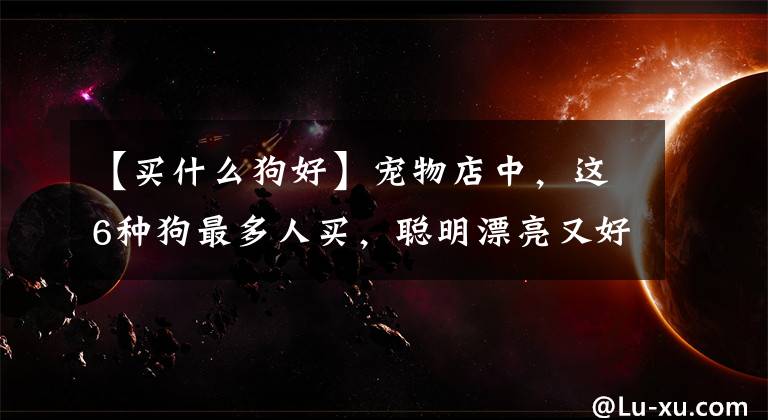 【买什么狗好】宠物店中,这6种狗最多人买,聪明漂亮又好养