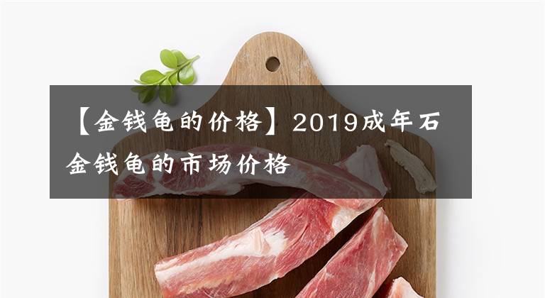 【金钱龟的价格】2019成年石金钱龟的市场价格