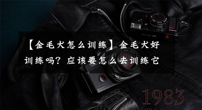 【金毛犬怎么训练】金毛犬好训练吗?应该要怎么去训练它?