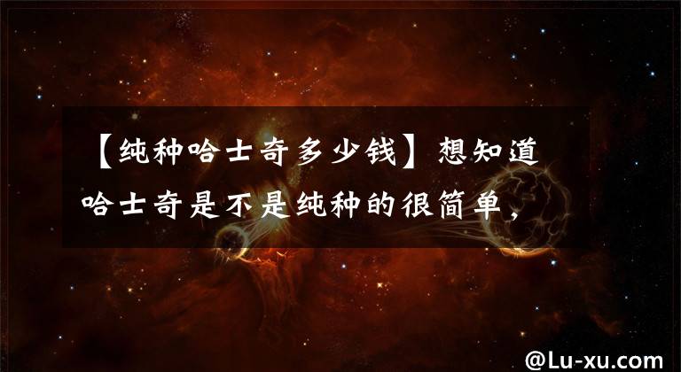 【纯种哈士奇多少钱】想知道哈士奇是不是纯种的很简单，它们犯蠢的水平是独一无二的