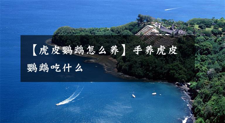 【虎皮鹦鹉怎么养】手养虎皮鹦鹉吃什么