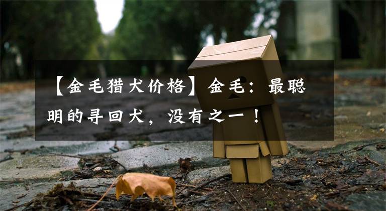 【金毛猎犬价格】金毛：最聪明的寻回犬，没有之一！