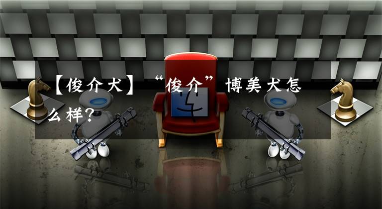 【俊介犬】“俊介”博美犬怎么样？