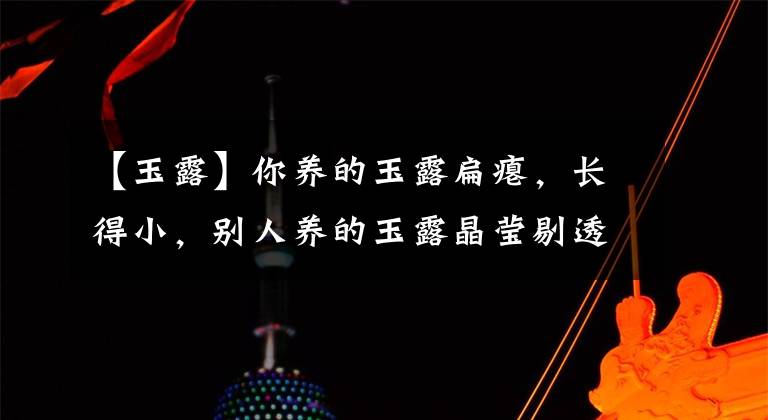 【玉露】你养的玉露扁瘪,长得小,别人养的玉露晶莹剔透,差在哪里?