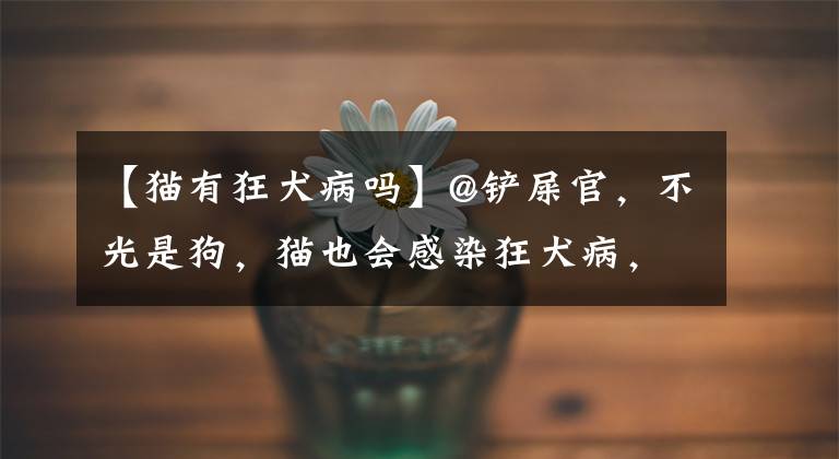 【猫有狂犬病吗】@铲屎官,不光是狗,猫也会感染狂犬病,疫苗一定要打