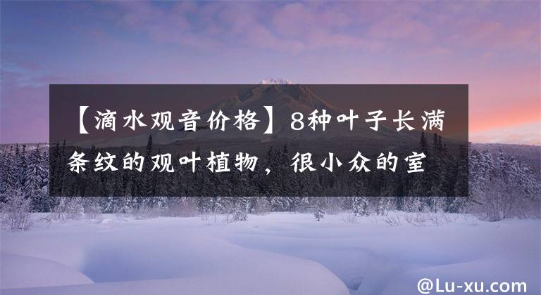 【滴水观音价格】8种叶子长满条纹的观叶植物,很小众的室内绿植,颜值可真不低