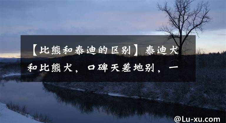 【比熊和泰迪的区别】泰迪犬和比熊犬，口碑天差地别，一个被喜欢，一个被嘲讽