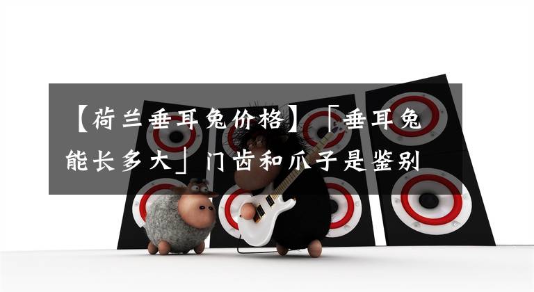 【荷兰垂耳兔价格】「垂耳兔能长多大」门齿和爪子是鉴别垂耳兔年龄的标志