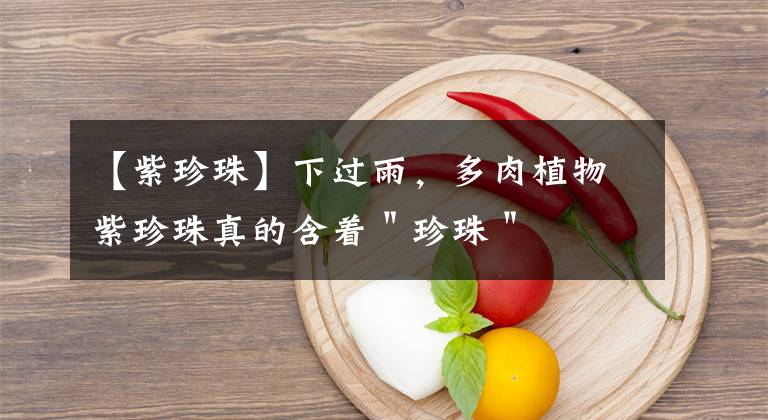 【紫珍珠】下过雨,多肉植物紫珍珠真的含着"珍珠"