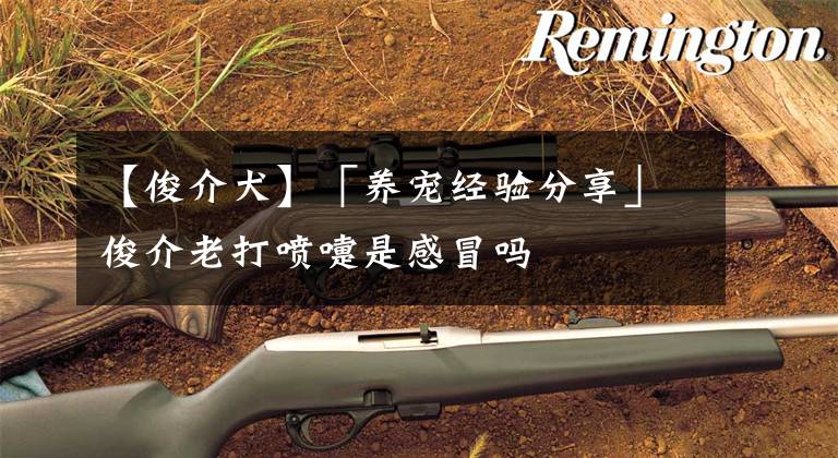 【俊介犬】「养宠经验分享」俊介老打喷嚏是感冒吗