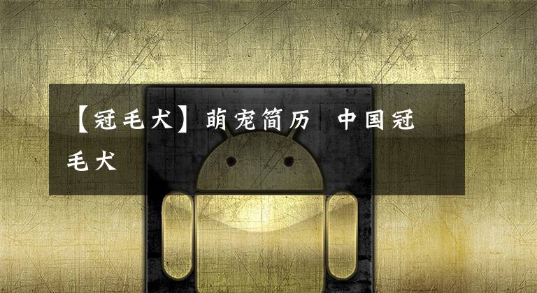 【冠毛犬】萌宠简历 中国冠毛犬