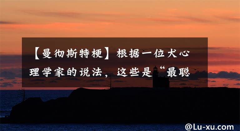 【曼彻斯特梗】根据一位犬心理学家的说法，这些是“最聪明”的犬种