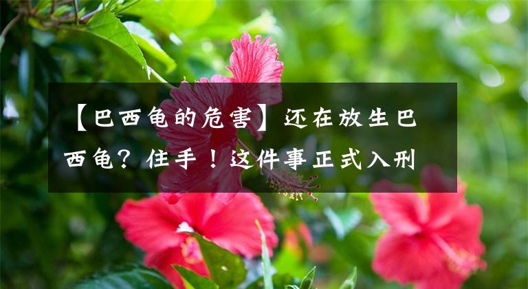 【巴西龟的危害】还在放生巴西龟?住手!这件事正式入刑了