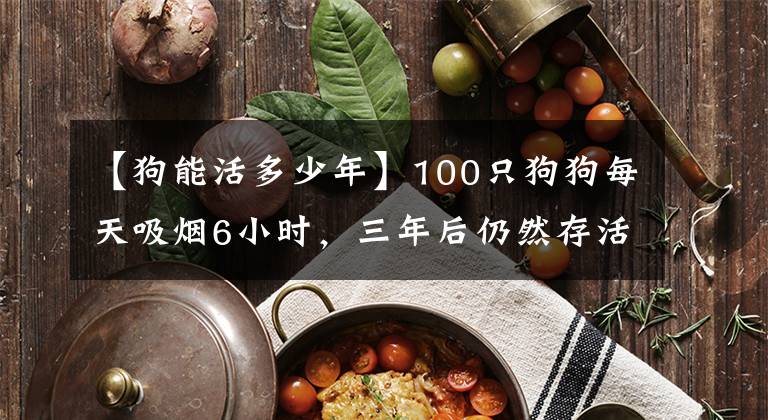 【狗能活多少年】100只狗狗每天吸烟6小时，三年后仍然存活，吸烟真的无害吗？