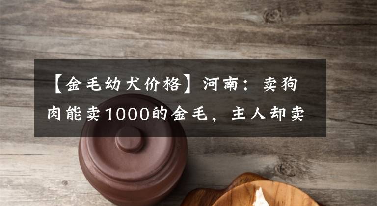 【金毛幼犬价格】河南：卖狗肉能卖1000的金毛，主人却卖800，大哥：给它讨个活命