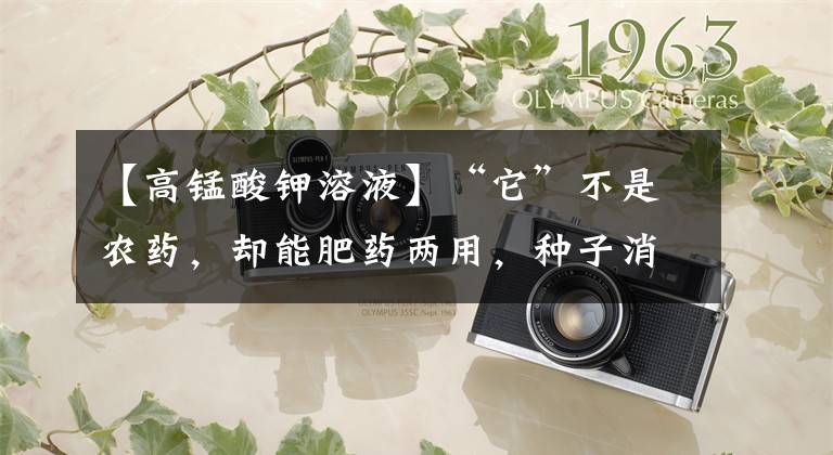 【高锰酸钾溶液】“它”不是农药，却能肥药两用，种子消毒，喷雾，灌根样样行