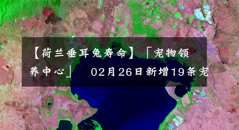 【荷兰垂耳兔寿命】「宠物领养中心」 02月26日新增19条宠物犬猫待领养信息