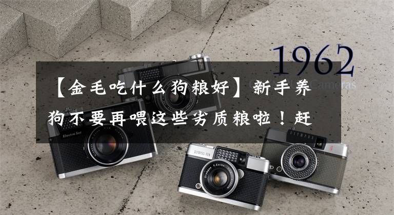 【金毛吃什么狗粮好】新手养狗不要再喂这些劣质粮啦!赶紧瞅瞅你家狗粮在哪个段位?