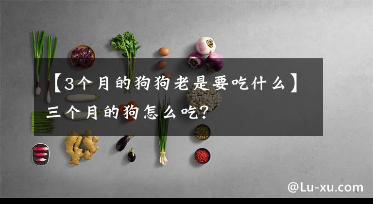 【3个月的狗狗老是要吃什么】三个月的狗怎么吃?