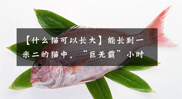 【什么猫可以长大】能长到一米二的猫中，“巨无霸”小时候也太可爱了吧。