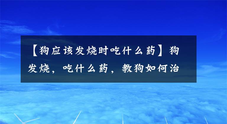 【狗应该发烧时吃什么药】狗发烧,吃什么药,教狗如何治疗发烧。