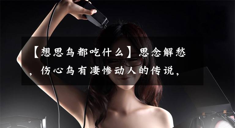 【想思鸟都吃什么】思念解愁，伤心鸟有凄惨动人的传说，你知道吗？