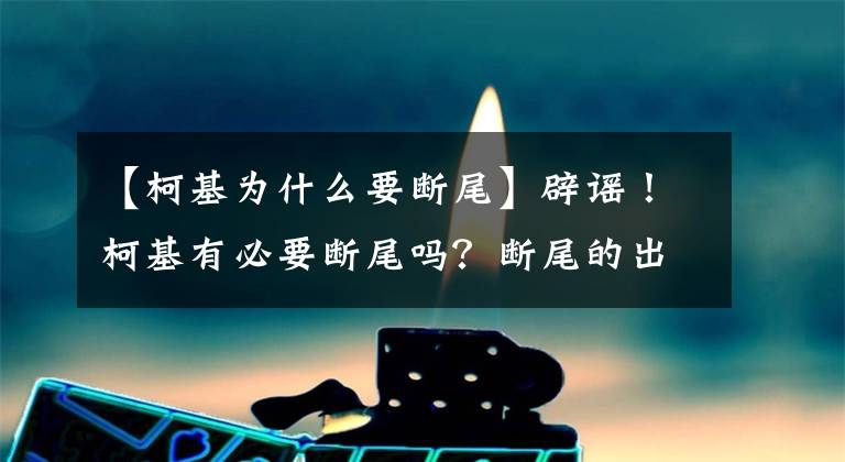 【柯基为什么要断尾】辟谣！柯基有必要断尾吗？断尾的出发点真的是为了狗狗好吗？