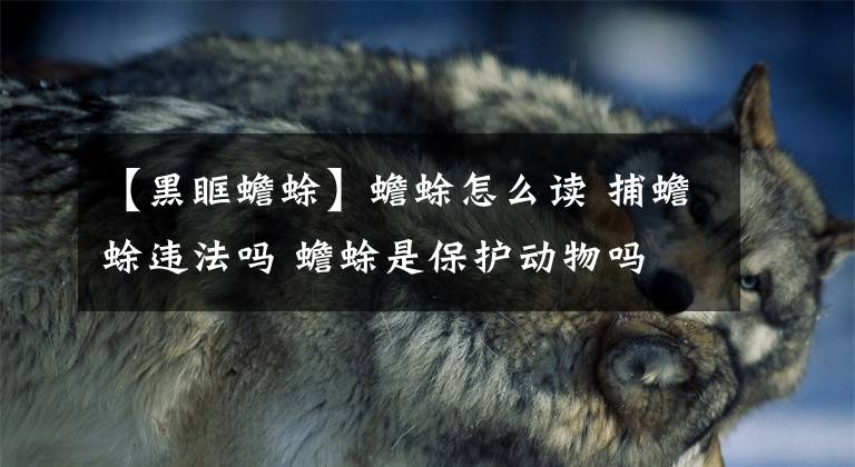 【黑眶蟾蜍】蟾蜍怎么读 捕蟾蜍违法吗 蟾蜍是保护动物吗