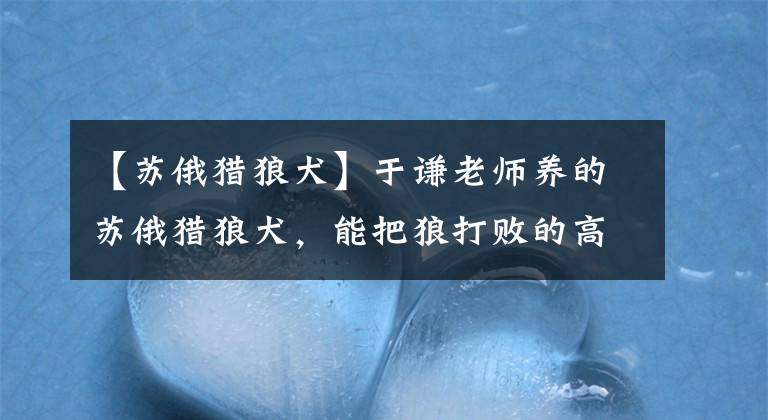 【苏俄猎狼犬】于谦老师养的苏俄猎狼犬，能把狼打败的高贵犬种，但是慎养