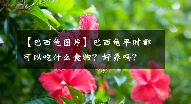 【巴西龟图片】巴西龟平时都可以吃什么食物?好养吗?