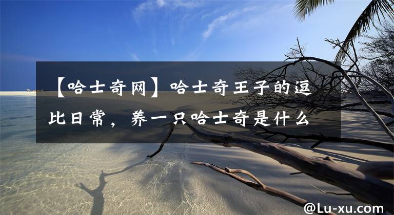 【哈士奇网】哈士奇王子的逗比日常，养一只哈士奇是什么心酸体验？