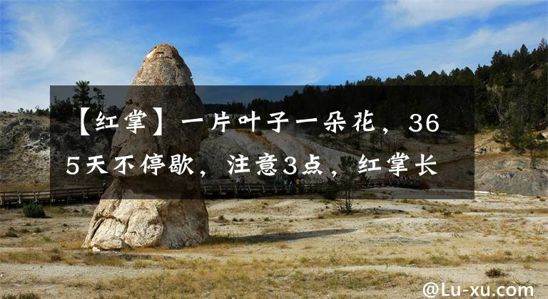 【红掌】一片叶子一朵花，365天不停歇，注意3点，红掌长成“吉祥花”