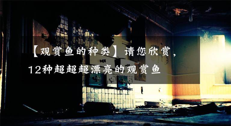 【观赏鱼的种类】请您欣赏,12种超超超漂亮的观赏鱼