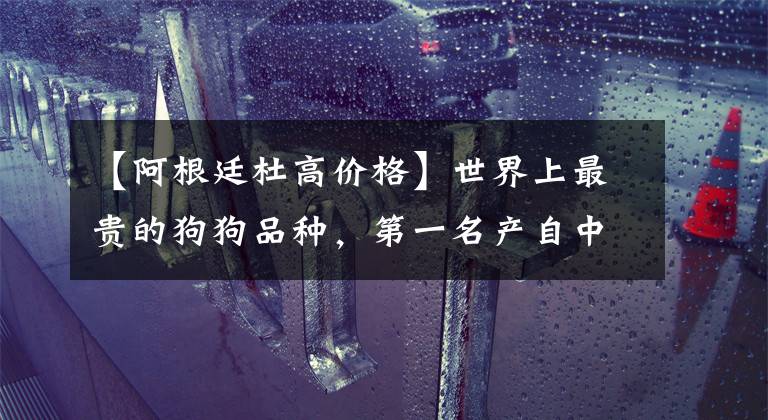 【阿根廷杜高价格】世界上最贵的狗狗品种,第一名产自中国,称无价之宝,可遇不可求