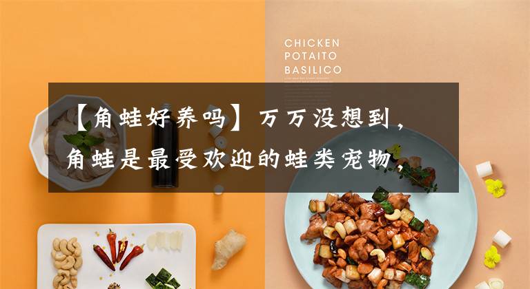 【角蛙好养吗】万万没想到，角蛙是最受欢迎的蛙类宠物，只因外形酷像外星生物