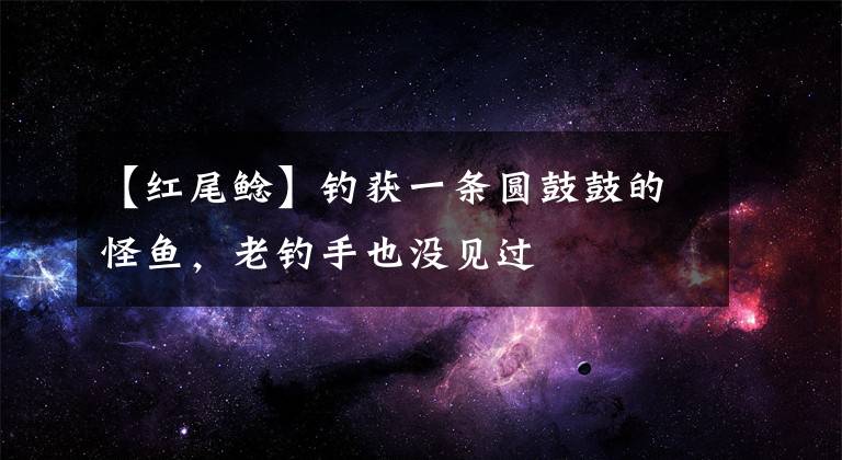 【红尾鲶】钓获一条圆鼓鼓的怪鱼，老钓手也没见过