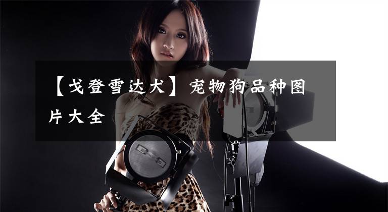 【戈登雪达犬】宠物狗品种图片大全