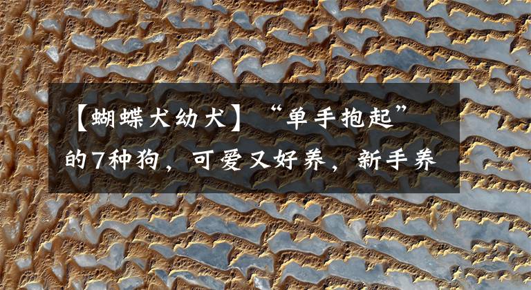 【蝴蝶犬幼犬】“单手抱起”的7种狗，可爱又好养，新手养狗还是选这些吧