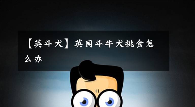 【英斗犬】英国斗牛犬挑食怎么办