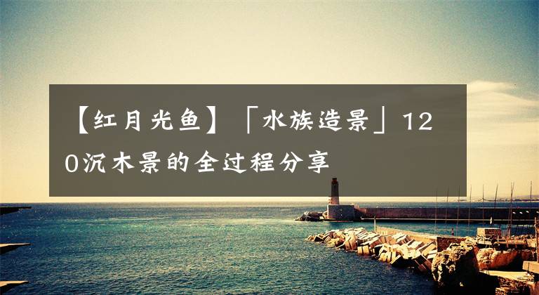 【红月光鱼】「水族造景」120沉木景的全过程分享