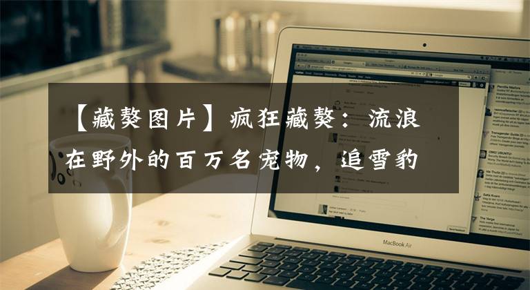 【藏獒图片】疯狂藏獒:流浪在野外的百万名宠物,追雪豹退棕熊,已成高原霸主