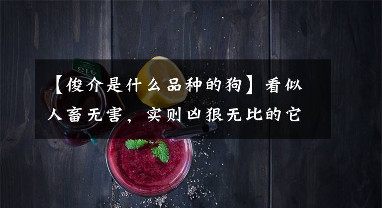 【俊介是什么品种的狗】看似人畜无害，实则凶狠无比的它成为了很多人眼中的小萌货