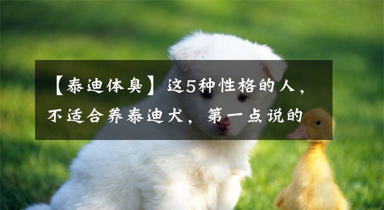 【泰迪体臭】这5种性格的人，不适合养泰迪犬，第一点说的是不是你？