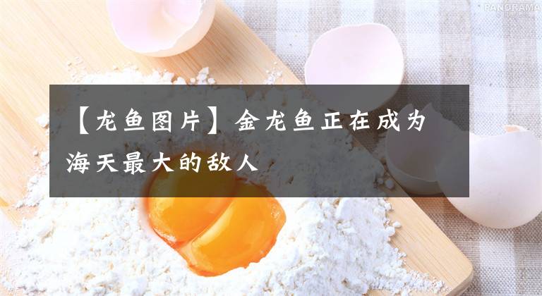 【龙鱼图片】金龙鱼正在成为海天最大的敌人