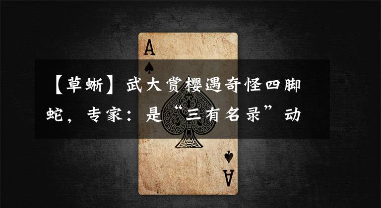 【草蜥】武大赏樱遇奇怪四脚蛇，专家：是“三有名录”动物，不要抓捕