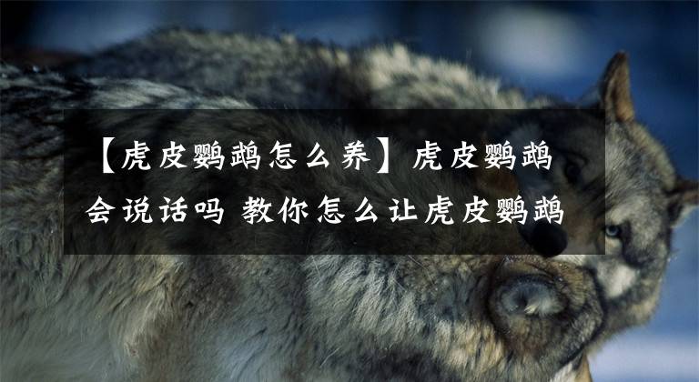 【虎皮鹦鹉怎么养】虎皮鹦鹉会说话吗 教你怎么让虎皮鹦鹉说话